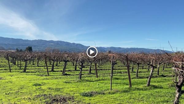 Vine Tours Luxury Transportation