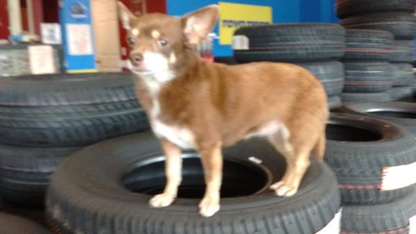 Eastgate Tire & Services Center Inc