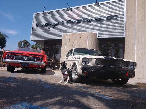 Mustangs & Fast Fords Oc