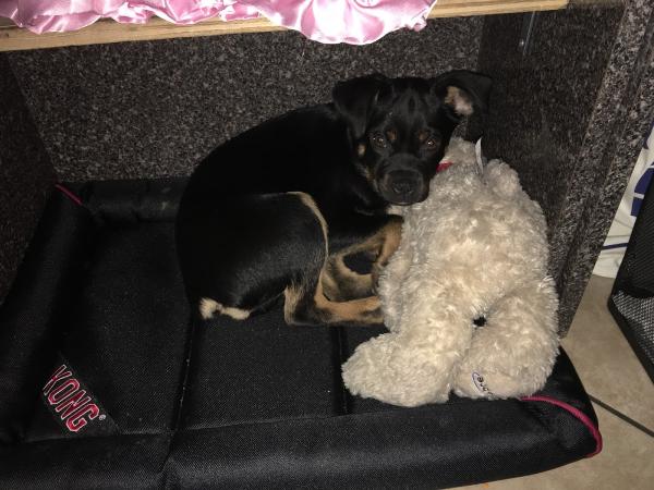 Master Fleet Services