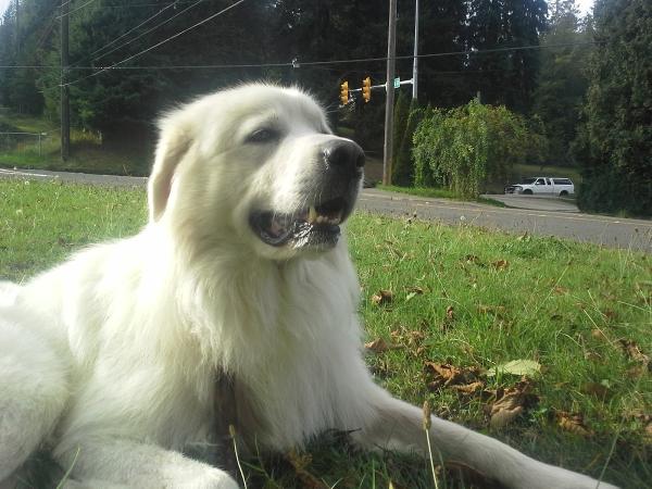 Arne's Auto Services