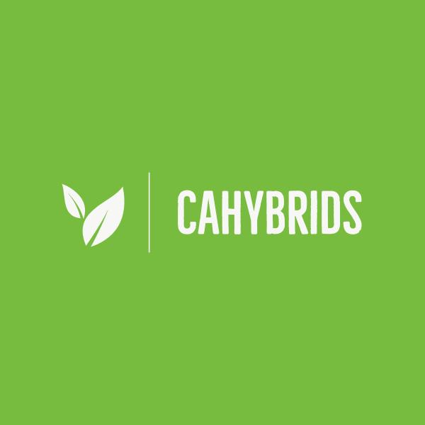Cahybrids