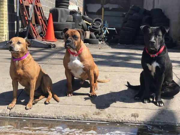 David's Tire and Auto Repair