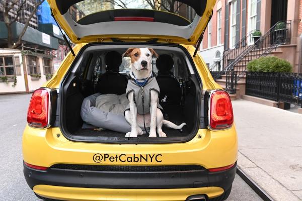 Pet Cab NYC