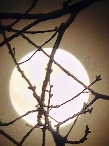 Tully's Auto Body Inc.