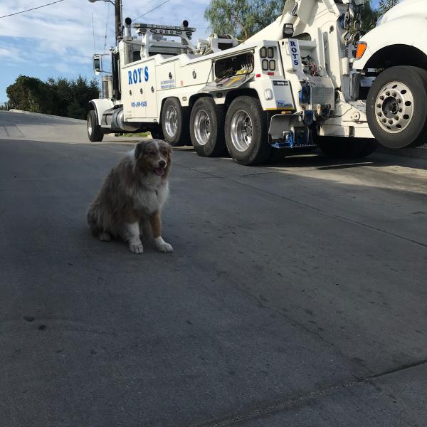 Roy's Towing