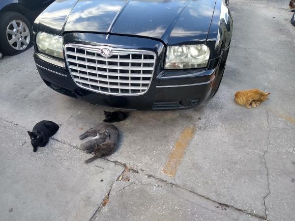 Immokalee Auto & Electronic