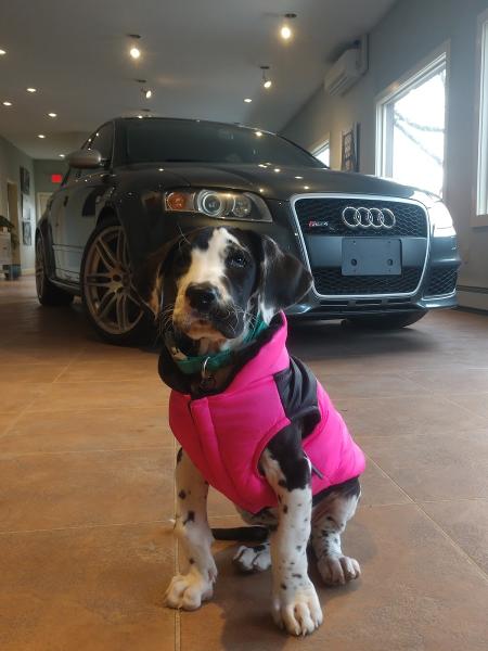 Hurley Motorsports Audi Specialists