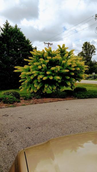 Dickinson Service Center