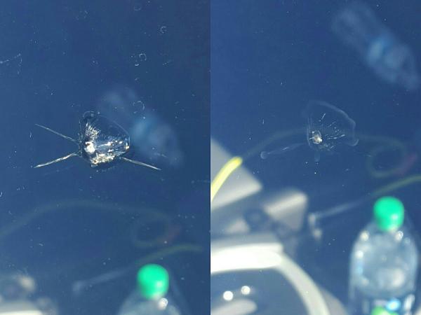 MS Windshield Repair & Replacement
