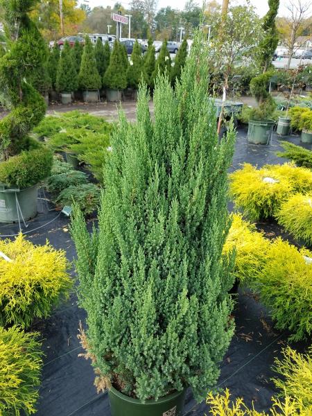 Austin-Spencer Automotive Collision Repair Center