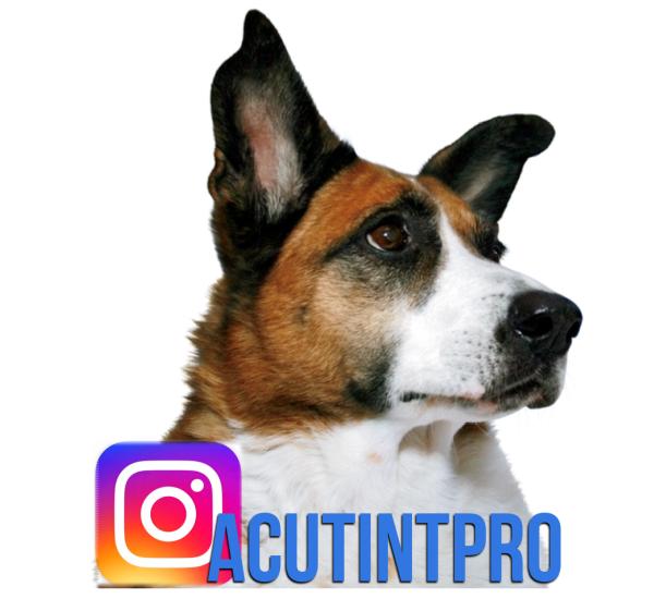 Acutintpro.com