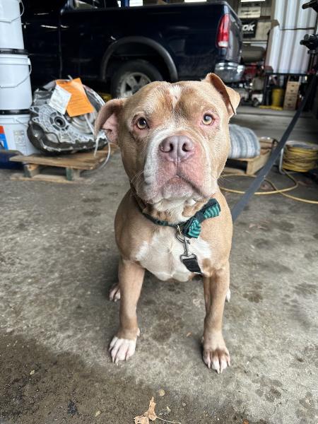 Browns Automotive