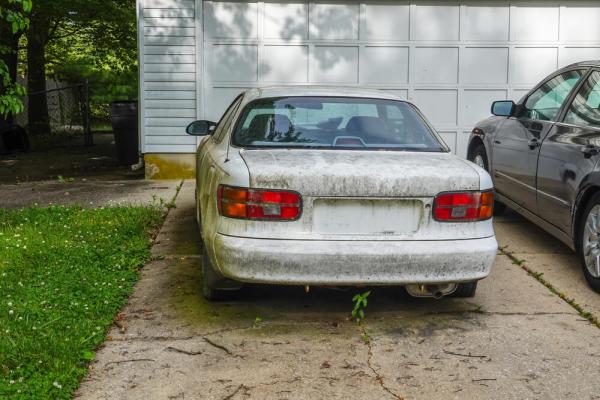 Junk Car Cat Miami